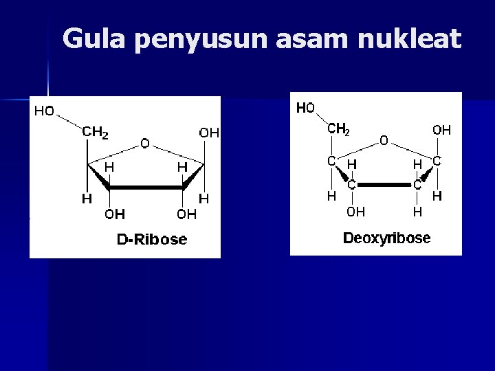 Gula penyusun asam nukleat 