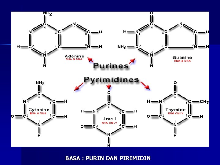 BASA : PURIN DAN PIRIMIDIN 