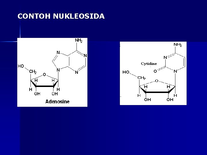 CONTOH NUKLEOSIDA 