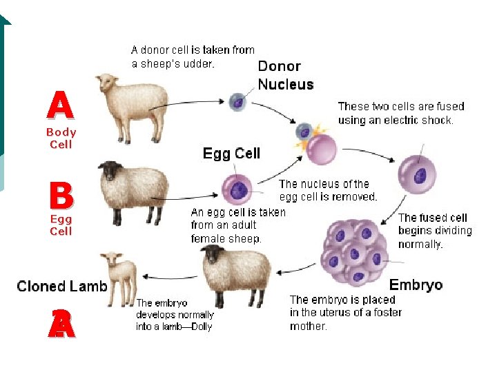 A Body Cell B Egg Cell A ? 