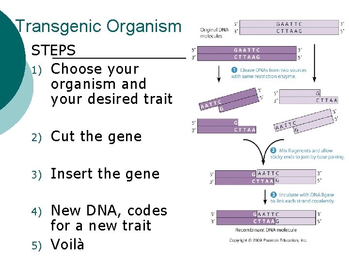 Transgenic Organism STEPS 1) Choose your organism and your desired trait 2) Cut the