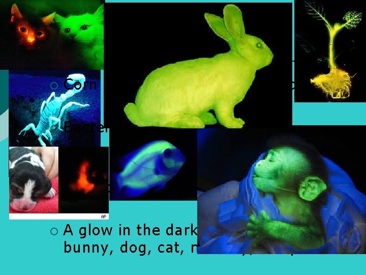 Examples ¡ Corn that glows when its dehydrated ¡ Bacteria that produces Insulin ¡