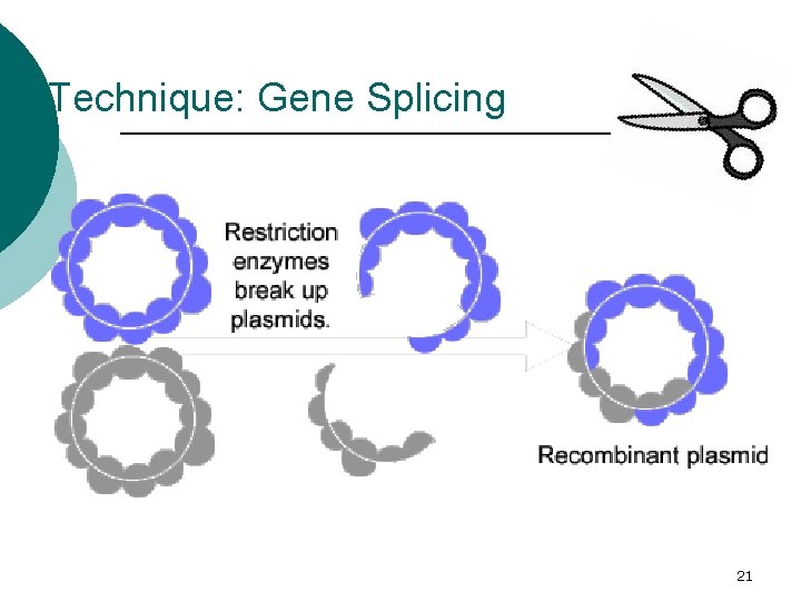 Technique: Gene Splicing 21 