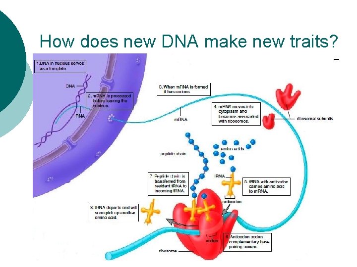 How does new DNA make new traits? 