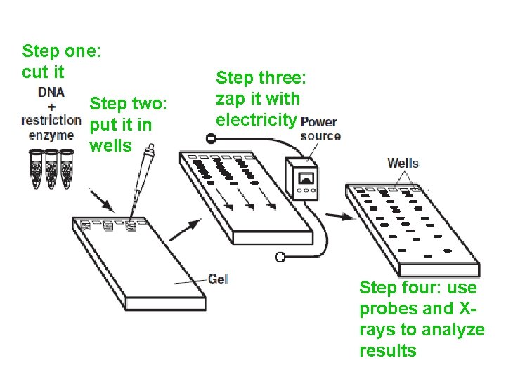 Step one: cut it Step two: put it in wells Step three: zap it