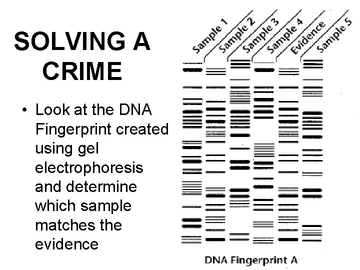 SOLVING A CRIME • Look at the DNA Fingerprint created using gel electrophoresis and