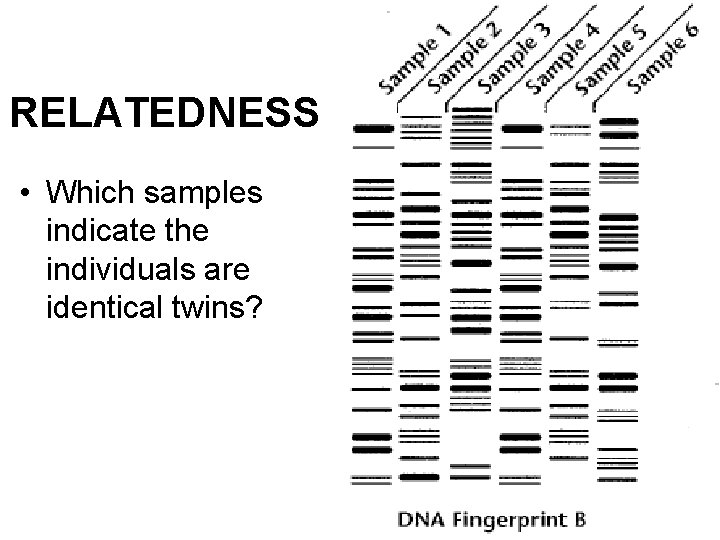 RELATEDNESS • Which samples indicate the individuals are identical twins? 