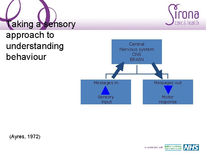 Taking a sensory approach to understanding behaviour (Ayres, 1972) Central Nervous system CNS BRAIN