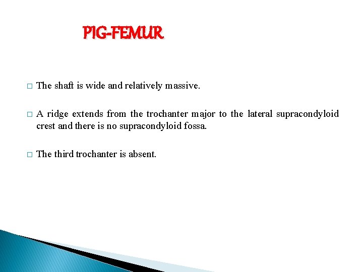 PIG-FEMUR � The shaft is wide and relatively massive. � A ridge extends from