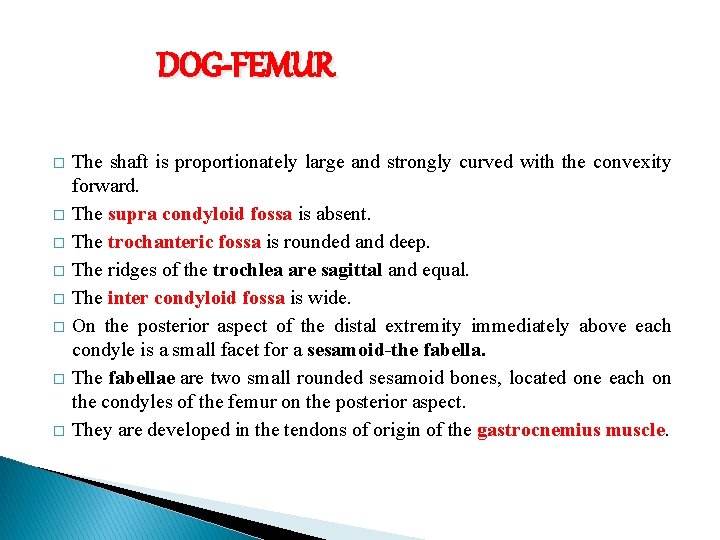 DOG-FEMUR � � � � The shaft is proportionately large and strongly curved with