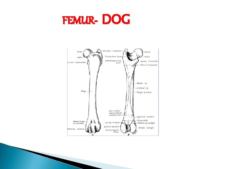 FEMUR- DOG 