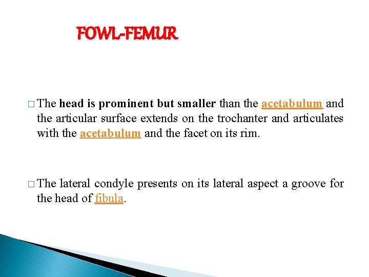 FOWL-FEMUR � The head is prominent but smaller than the acetabulum and the articular