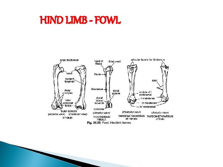 HIND LIMB - FOWL 