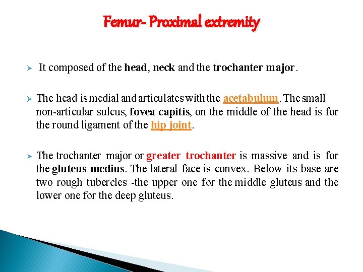 Femur- Proximal extremity Ø It composed of the head, neck and the trochanter major.