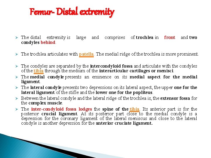 Femur- Distal extremity Ø The distal extremity is condyles behind. Ø The trochlea articulates