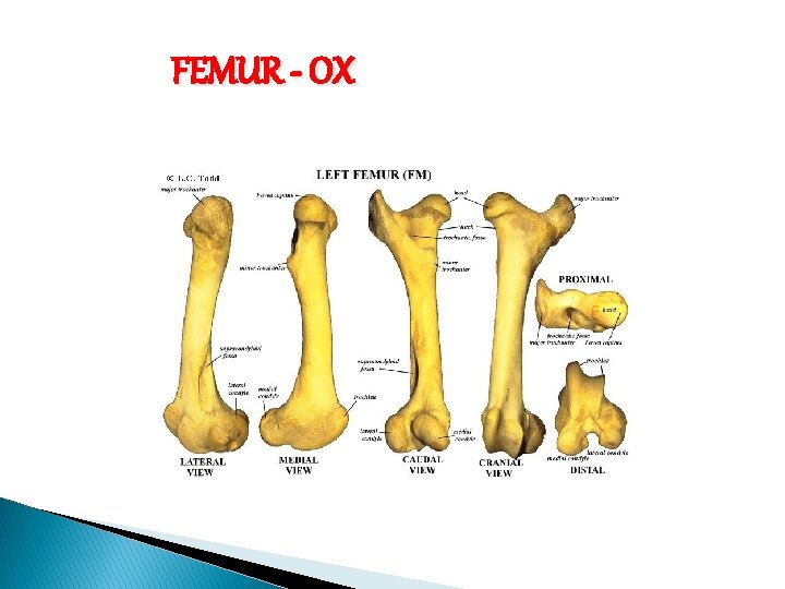 FEMUR - OX 
