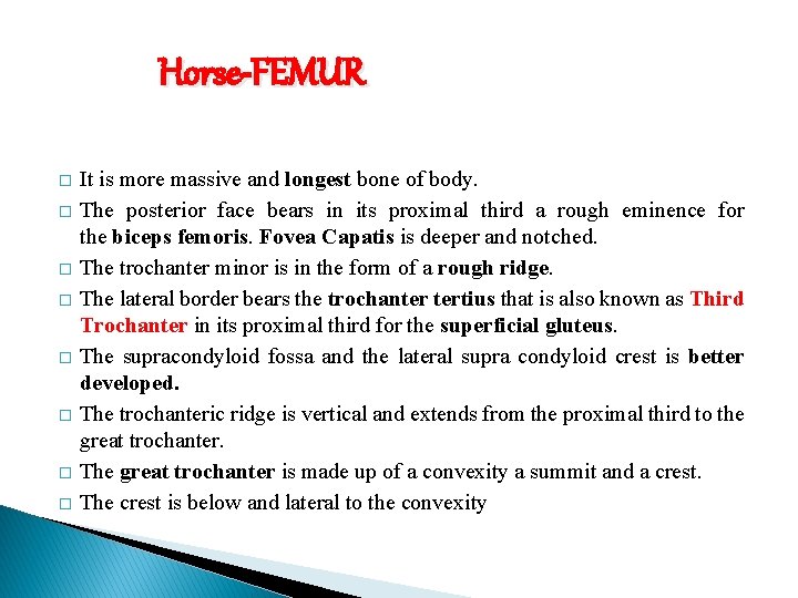 Horse-FEMUR � � � � It is more massive and longest bone of body.