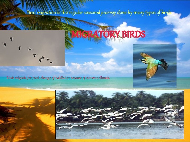 Bird migration is the regular seasonal journey done by many types of birds. MIGRATORY