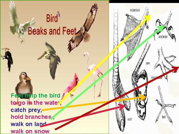 Feet help the bird to go in the water, catch prey, hold branches ,