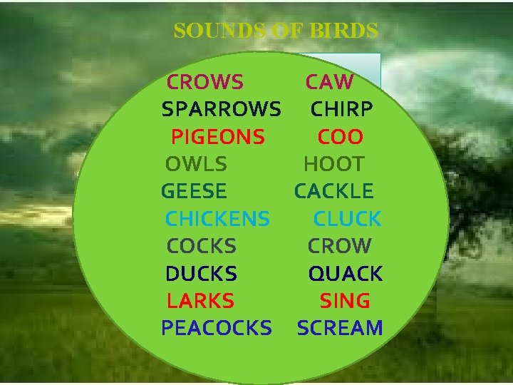 SOUNDS OF BIRDS CROWS CAW SPARROWS CHIRP PIGEONS COO OWLS HOOT GEESE CACKLE CHICKENS