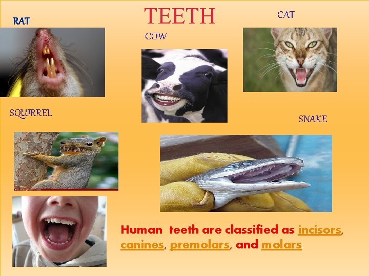 RAT TEETH CAT COW SQUIRREL SNAKE Human teeth are classified as incisors, canines, premolars,