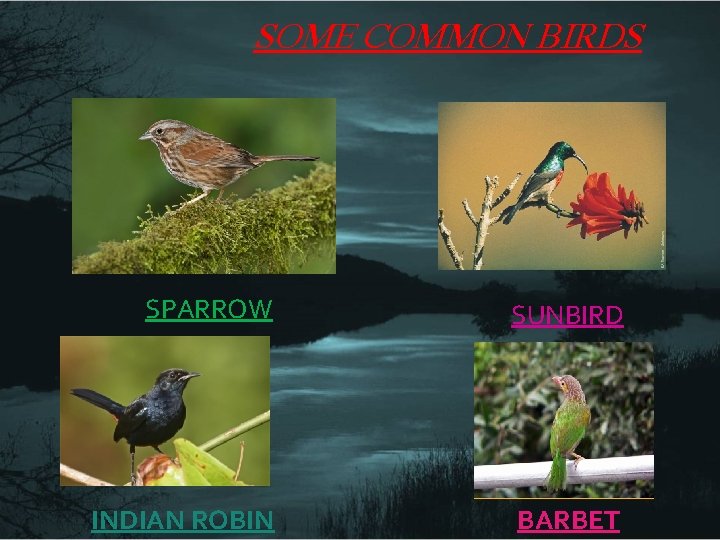 SOME COMMON BIRDS SPARROW SUNBIRD INDIAN ROBIN BARBET 