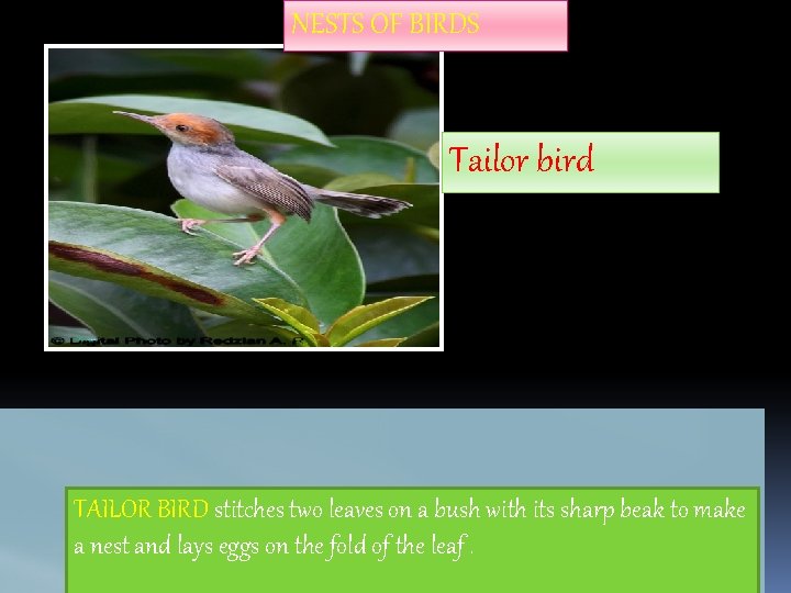 NESTS OF BIRDS Tailor bird TAILOR BIRD stitches two leaves on a bush with