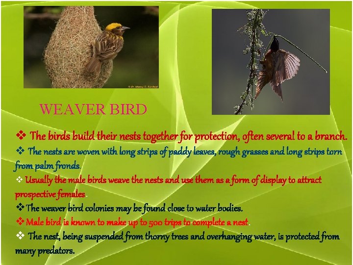 WEAVER BIRD v The birds build their nests together for protection, often several to