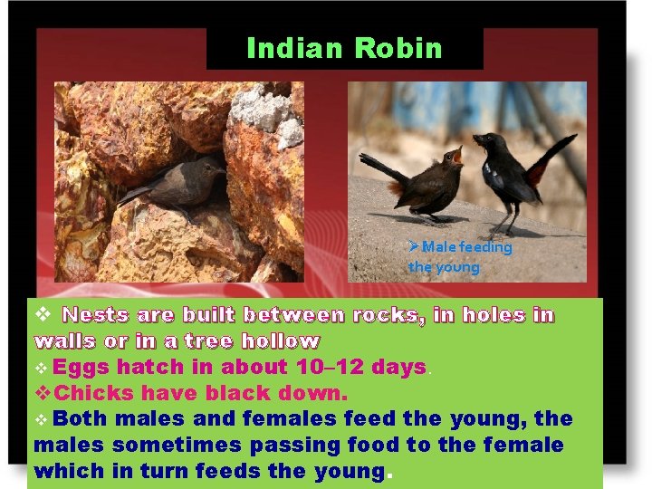 Indian Robin ØMale feeding the young v Nests are built between rocks, in holes