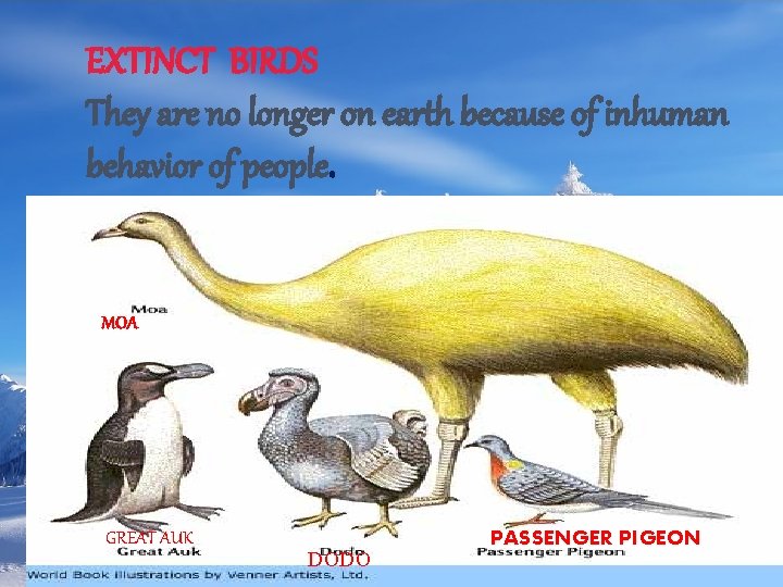 EXTINCT BIRDS They are no longer on earth because of inhuman behavior of people.