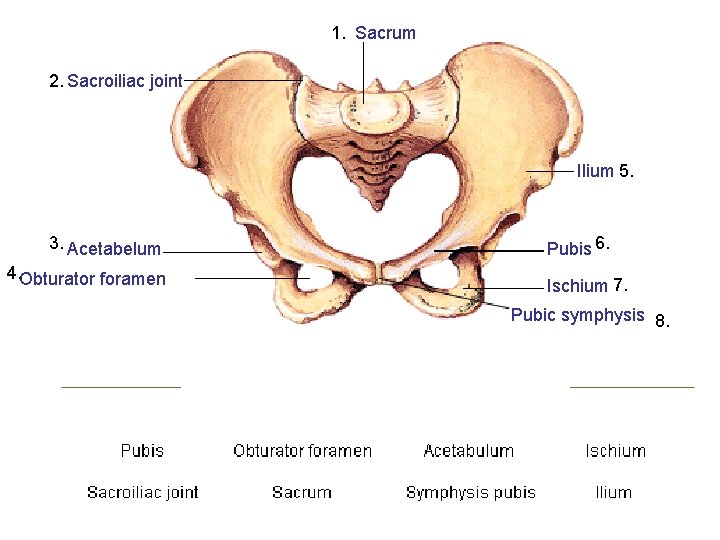 1. Sacrum 2. Sacroiliac joint Ilium 5. 3. Acetabelum 4. Obturator foramen Pubis 6.