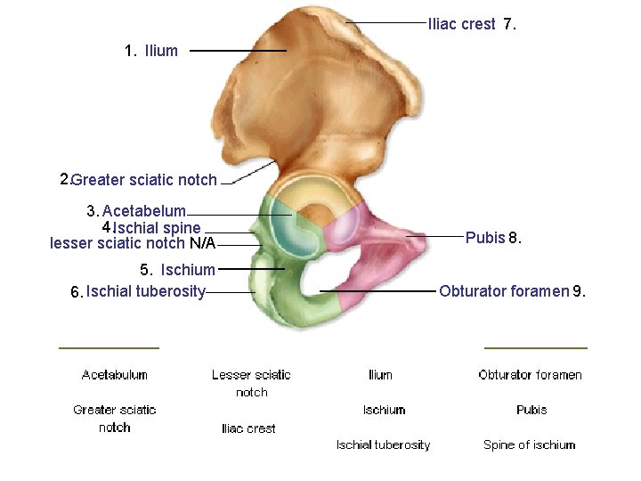 Iliac crest 7. 1. Ilium 2. Greater sciatic notch 3. Acetabelum 4. Ischial spine