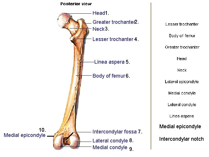 Head 1. Greater trochanter 2. Neck 3. Lesser trochanter 4. Linea aspera 5. Body