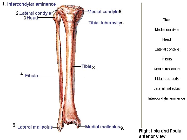 1. Intercondylar eminence 2. Lateral condyle 3. Head Medial condyle 6. Tibial tuberosity 7.