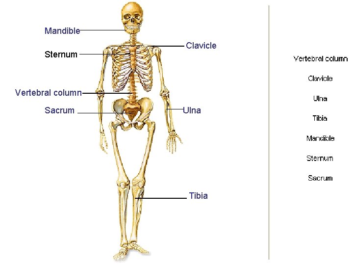 Mandible Sternum Clavicle Vertebral column Sacrum Ulna Tibia 