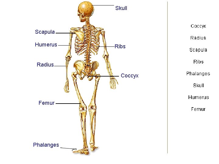 Skull Scapula Humerus Ribs Radius Coccyx Femur Phalanges 