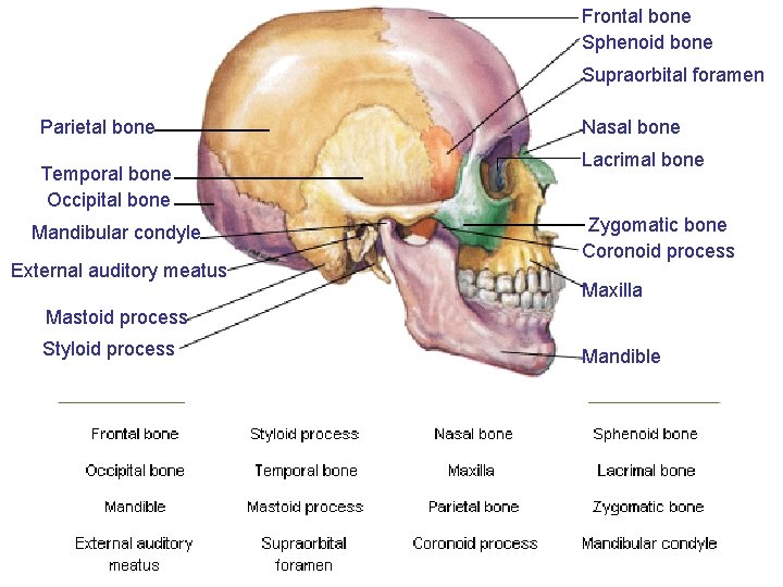 Frontal bone Sphenoid bone Supraorbital foramen Parietal bone Temporal bone Occipital bone Mandibular condyle