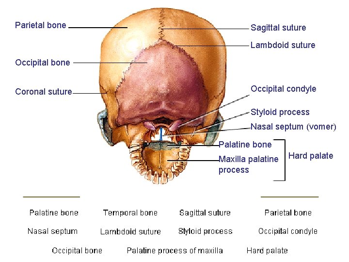 Parietal bone Sagittal suture Lambdoid suture Occipital bone Coronal suture Occipital condyle Styloid process