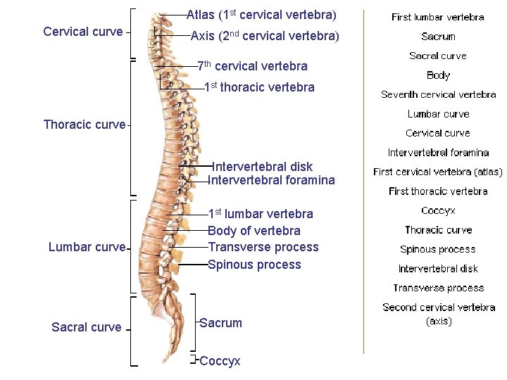 Atlas (1 st cervical vertebra) Cervical curve Axis (2 nd cervical vertebra) 7 th