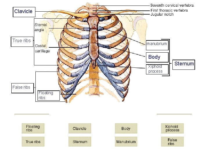 Clavicle True ribs manubrium Body Xiphoid process False ribs Floating ribs Sternum 