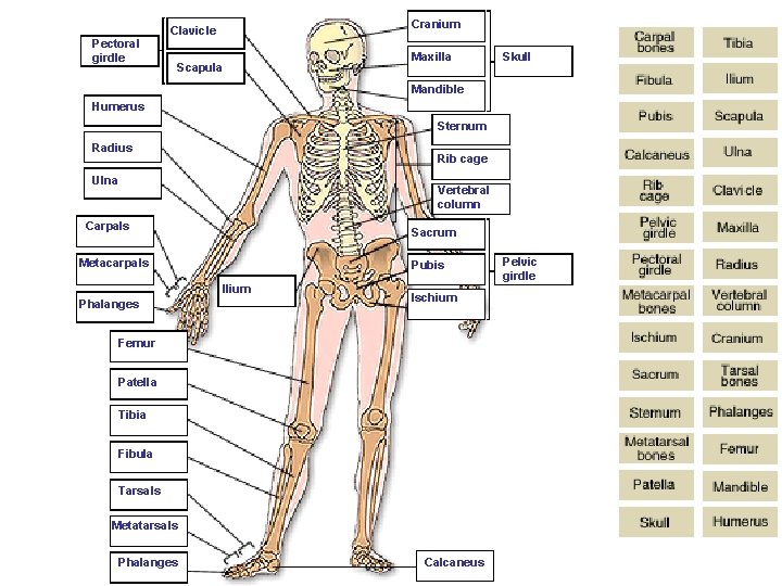 Pectoral girdle Cranium Clavicle Scapula Maxilla Skull Mandible Humerus Sternum Radius Rib cage Ulna