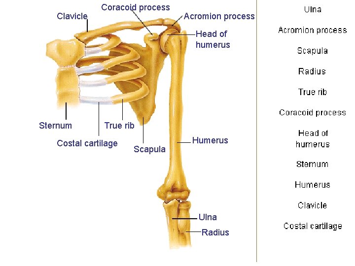 Clavicle Coracoid process Acromion process Head of humerus Sternum True rib Costal cartilage Scapula