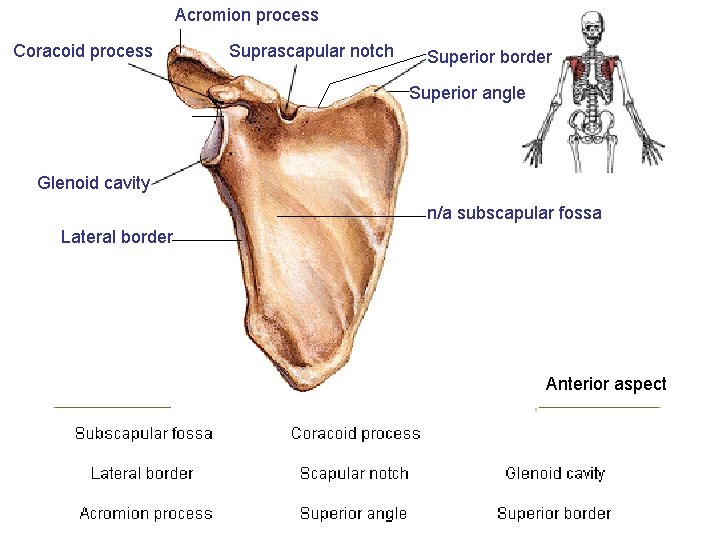 Acromion process Coracoid process Suprascapular notch Superior border Superior angle Glenoid cavity n/a subscapular