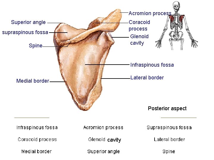 Acromion process Superior angle Coracoid process Glenoid cavity supraspinous fossa Spine Infraspinous fossa Lateral