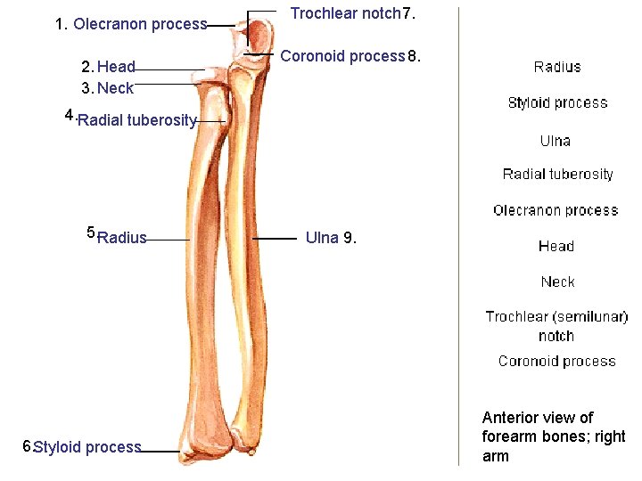 1. Olecranon process 2. Head 3. Neck Trochlear notch 7. Coronoid process 8. 4.