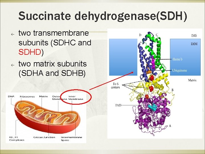 Succinate dehydrogenase(SDH) ß ß two transmembrane subunits (SDHC and SDHD) two matrix subunits (SDHA