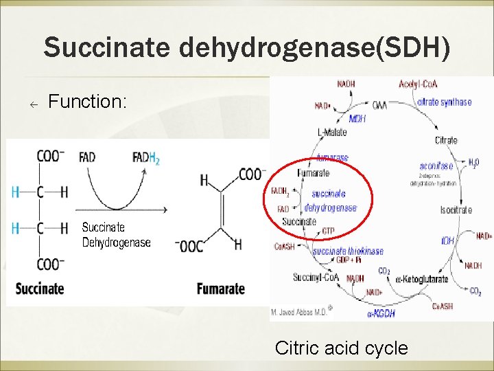 Succinate dehydrogenase(SDH) ß Function: Citric acid cycle 
