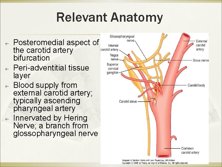 Relevant Anatomy ß ß Posteromedial aspect of the carotid artery bifurcation Peri-adventitial tissue layer