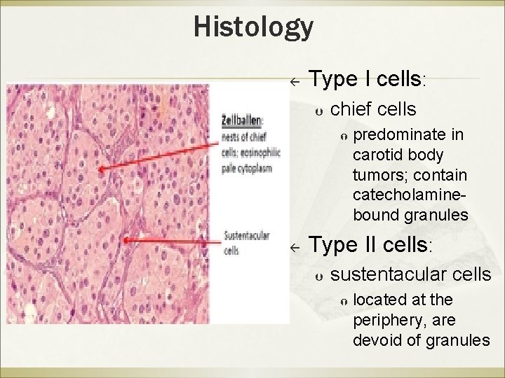 Histology ß Type I cells: Þ chief cells ß predominate in carotid body tumors;