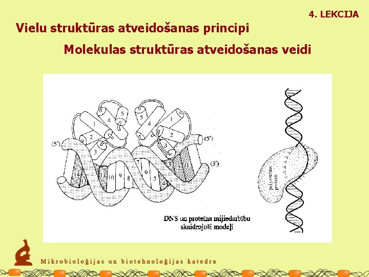 4. LEKCIJA Vielu struktūras atveidošanas principi Molekulas struktūras atveidošanas veidi 